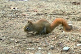 RedSquirrel120509_0924hrs